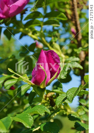季節の花・蕾も花も実も薬用となるハマナスの花の蕾・縦位置 季節の花・蕾も花も実も薬用となるハマナスの花の蕾・縦位置 7175543