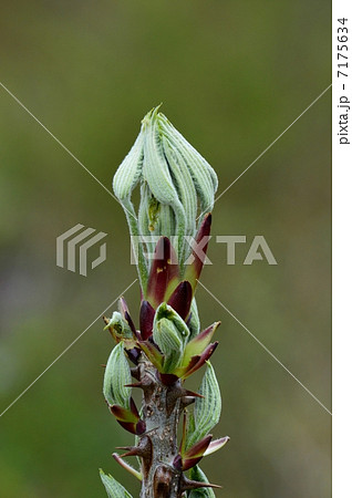 ハリギリ 7175634