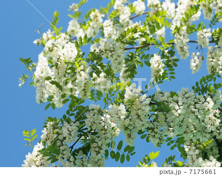 ニセアカシアの花 7175661