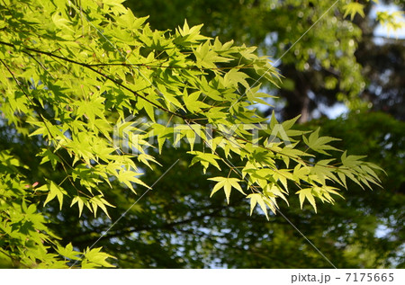 新緑 新緑 7175665