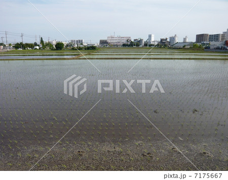 水田 7175667
