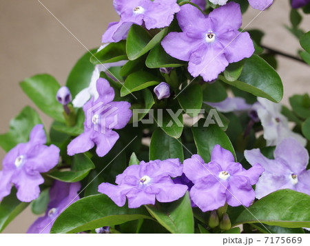 ニオイバンマツリの花 ニオイバンマツリの花 7175669