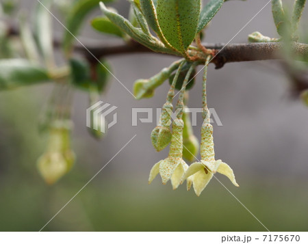 トウグミの花 7175670