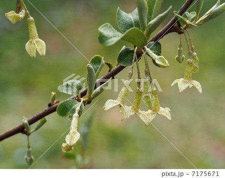 トウグミの花 トウグミの花 7175671