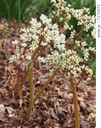 タンチョウソウの花 タンチョウソウの花 7175672