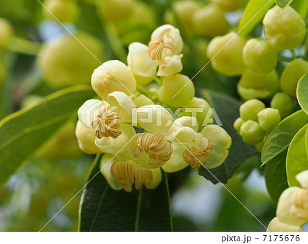 シロバナアケビの花 7175676
