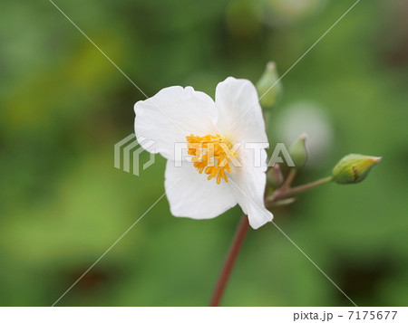 シラユキゲシの花 7175677