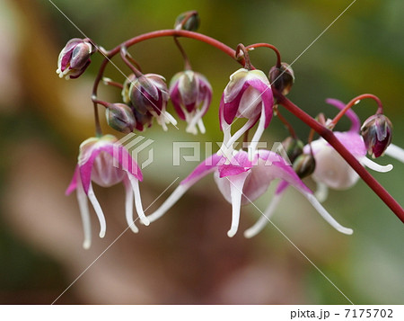 イカリソウの花 7175702