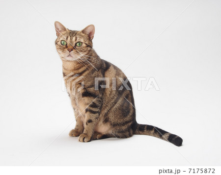 お座りするアメリカンショートヘアー 7175872