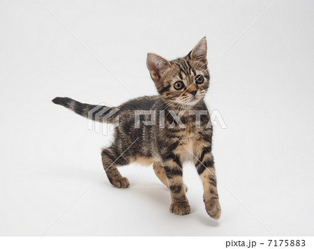 アメリカンショートヘアーの子猫 7175883