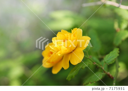ヤマブキの花 7175931
