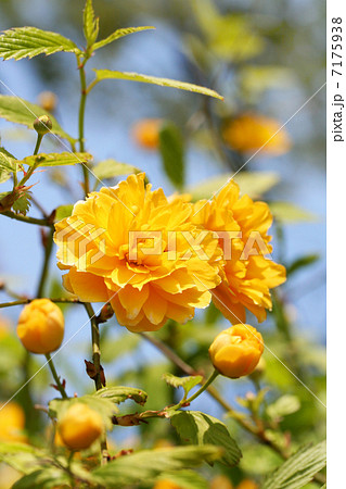 ヤマブキの花 7175938