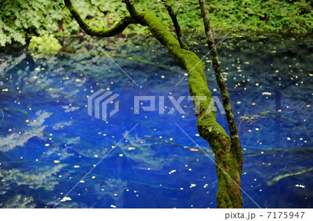青池　白神山地　世界遺産 7175947
