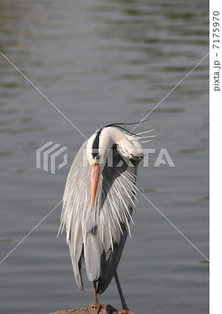 【アオサギ】 【アオサギ】 7175970