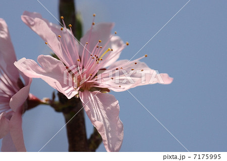 【アーモンドの花】 7175995