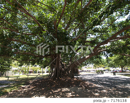ポートダグラスのガジュマル ポートダグラスのガジュマル 7176138