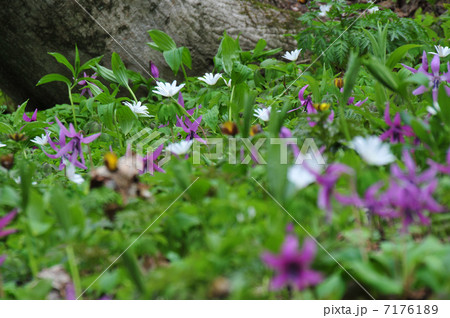 山野草 山野草 7176189