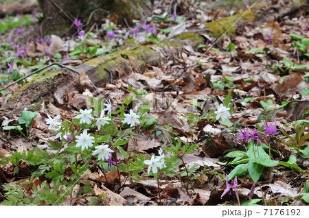 山野草 山野草 7176192