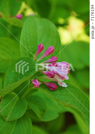季節の花・田植えの頃に谷沿いに咲くというタニウツギのゆかしい花と蕾・縦位置 7176194