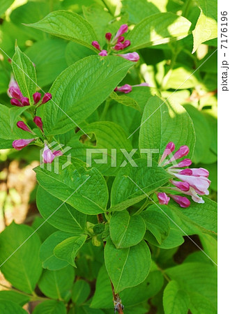 季節の花・田植えの頃に谷沿いに咲くというタニウツギのゆかしい花と蕾・縦位置 7176196
