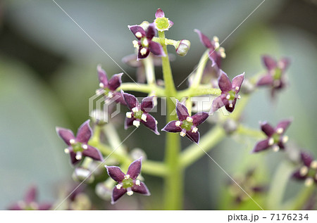 アオキの花 7176234