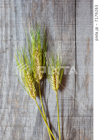 麦の穂 7176263