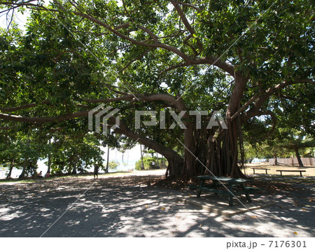 ポートダグラスのガジュマル ポートダグラスのガジュマル 7176301
