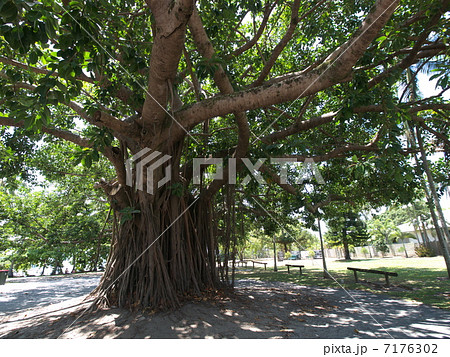 ポートダグラスのガジュマル ポートダグラスのガジュマル 7176302