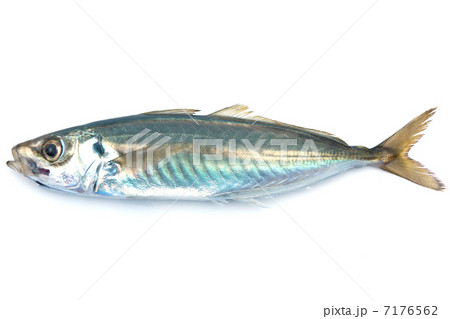アジ_全体 アジ_全体 7176562
