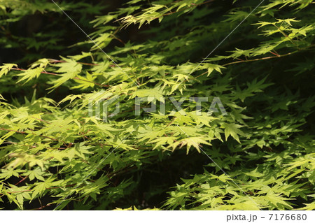 新緑 7176680