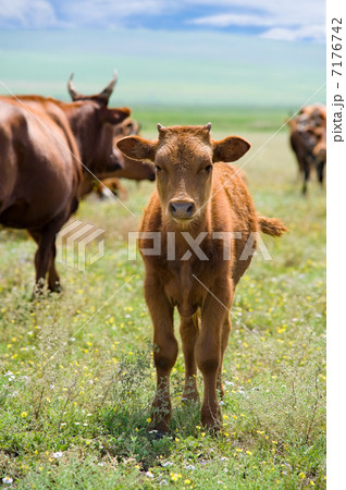 calf on summer meadow 7176742