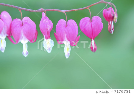 ケマンソウ 7176751