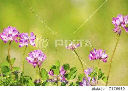 レンゲ レンゲ 7176930