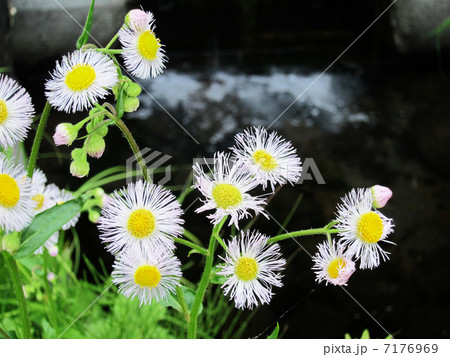 5月撮影のハルジヨンの花 7176969