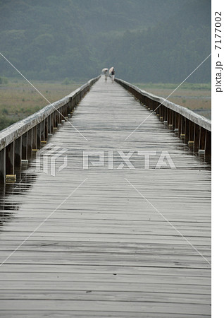 雨の蓬莱橋 7177002