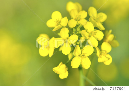 菜の花 7177004