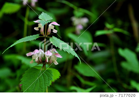 オドリコソウ 7177020