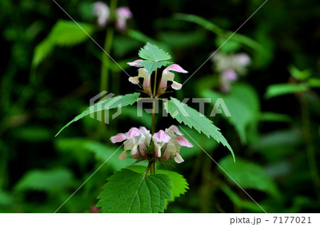 オドリコソウ 7177021