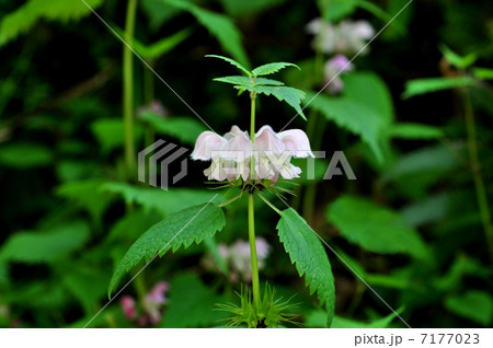 オドリコソウ 7177023