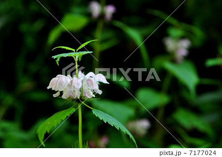 オドリコソウ 7177024