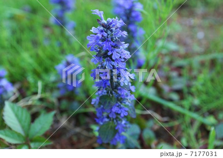 美しい外来種・セイヨウキランソウの満開の花穂・横位置 美しい外来種・セイヨウキランソウの満開の花穂・横位置 7177031