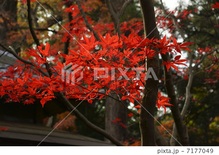 紅葉 7177049