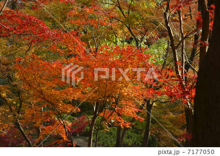 紅葉 7177050