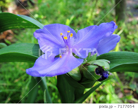 5月撮影のムラサキツユクサの花 7177054