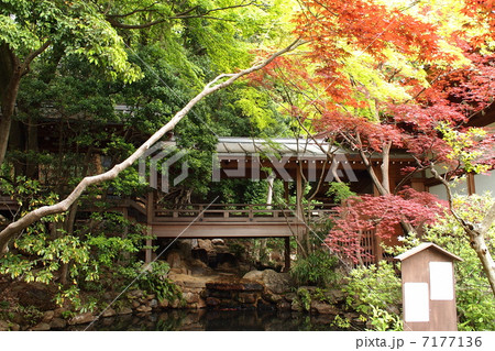 深大寺五大尊池 7177136