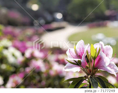 西山公園の躑躅 7177249