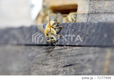 蜜蜂 蜜蜂 7177400