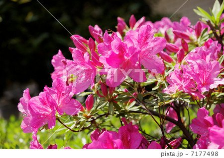 都電沿線の鮮やかなピンク色のツツジの花と蕾 都電沿線の鮮やかなピンク色のツツジの花と蕾 7177498
