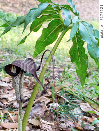 ウラシマソウ 7177521