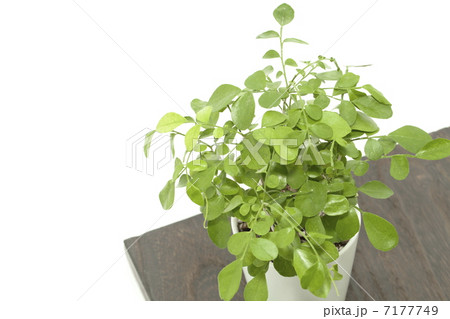 観葉植物イメージ 7177749